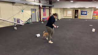 Finley AKC Rally Intermediate Virtual 2 by Pup to Perfection 52 views 2 years ago 1 minute, 43 seconds