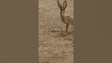 الارنب البري 