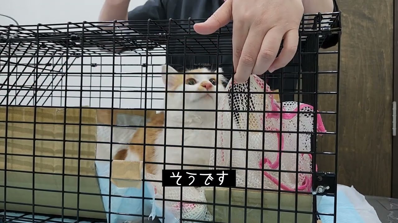 捕獲器を開けずに中の保護猫を洗濯ネットに入れる - YouTube