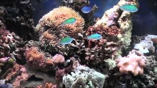 Chris's 125 gallon reef tank/new corals