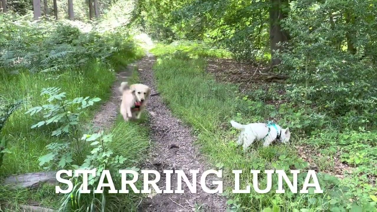 Newsletter video featuring Prince’s Coverts 10-July-22