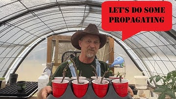 Propagating FUYU Persimmon Trees & Fig Trees / WILL THIS WORK?