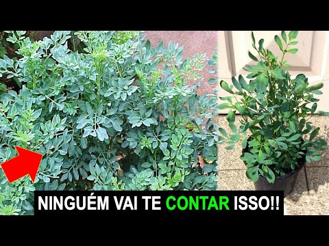 Vídeo: Colhendo Ervas de Arruda - Como e Quando Usar Plantas de Arruda do Jardim