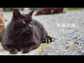 斉藤和義 ジレンマ cover
