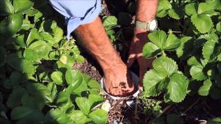 Woodlice trap