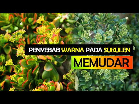 Video: Warna Sukulen Berbeza: Memilih Sukulen Berwarna Cerah