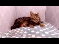Feral rescue cat Pomelo gives birth for the last time - Neonatal Isoerythrolysis