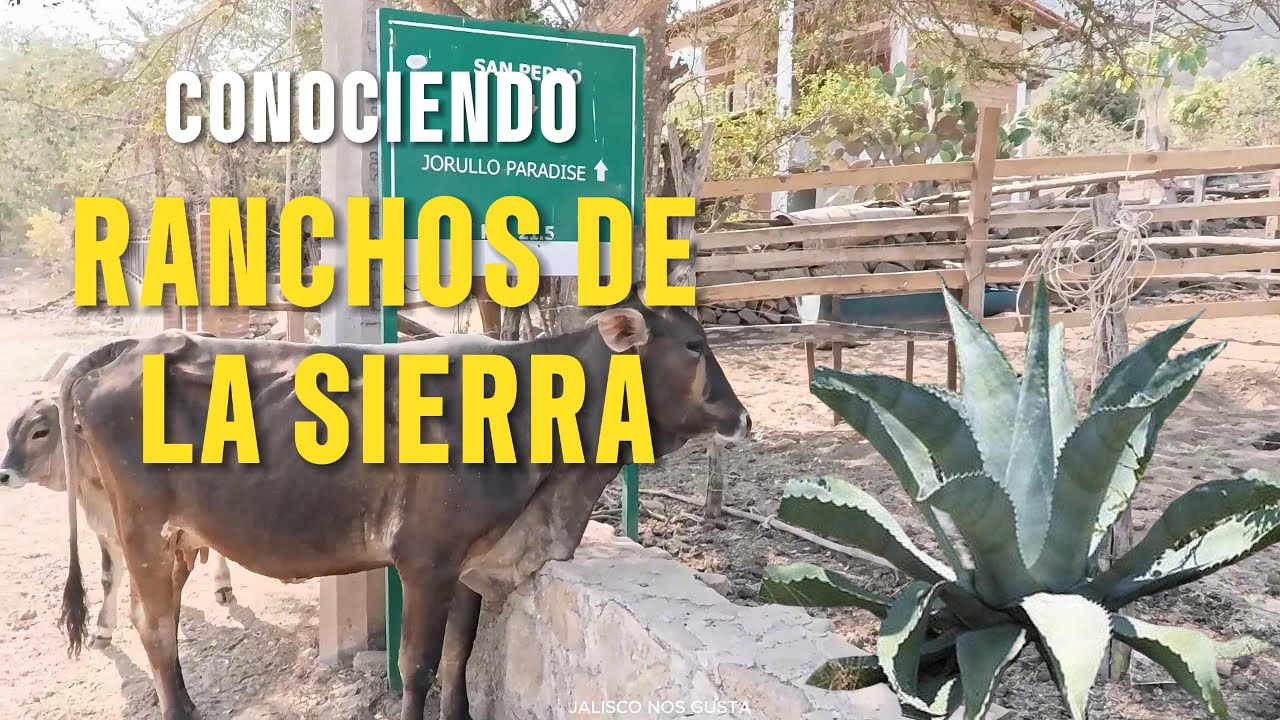 SON VARIOS LOS RANCHOS QUE ESTAN EN LA SIERRA ANTES DE LLEGAR A CUALE JALISCO.