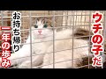 シャーシャー威嚇の元野良猫 保護から家猫へ 1年の歩み