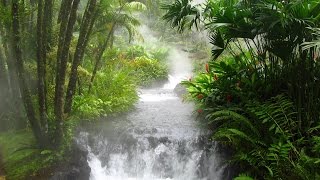 Jungle Music & Tribal Music  Lost Rainforest