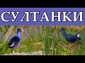 СУЛТАНКИ - Курицы из отряда журавлей