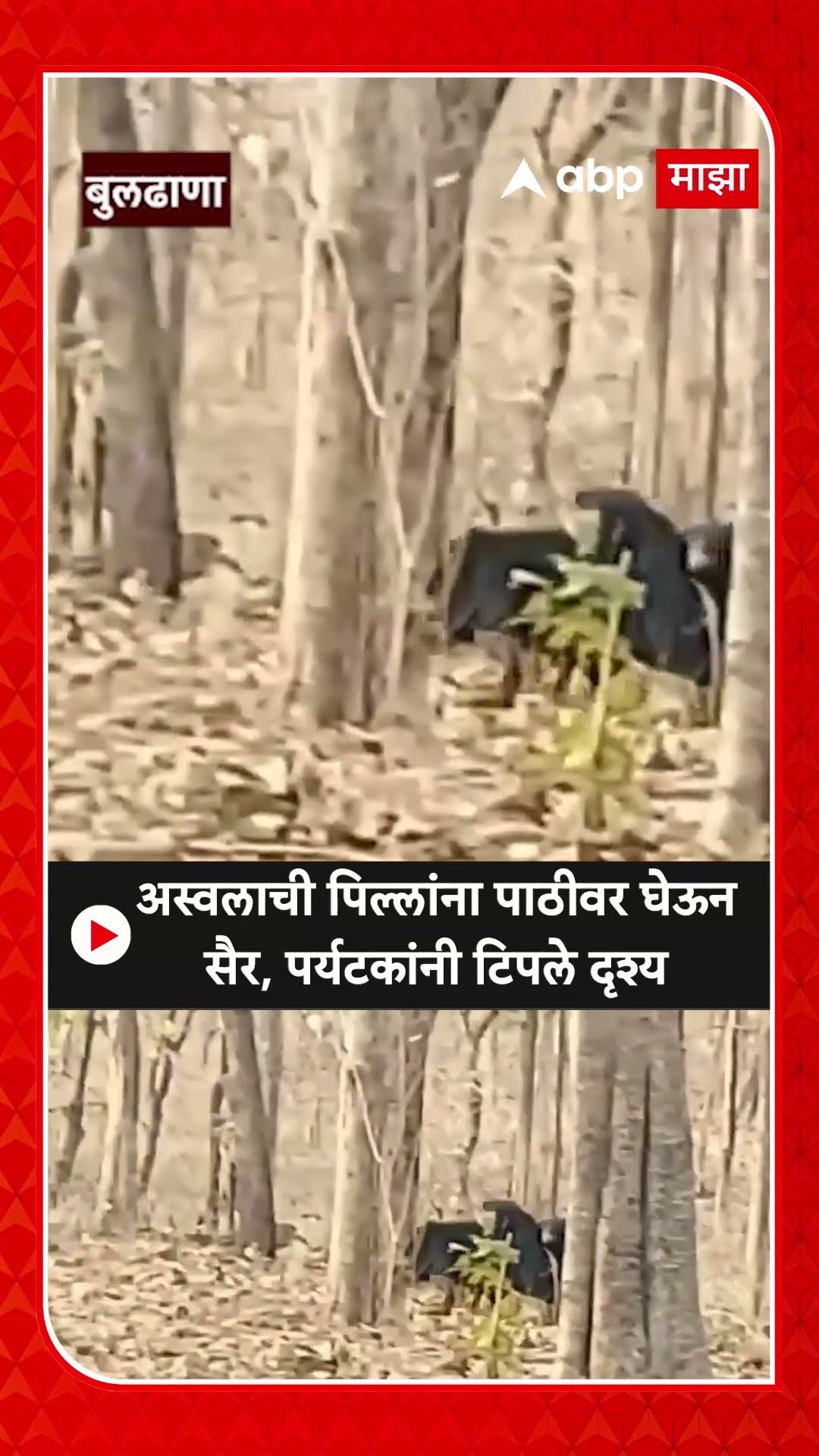 Buldhana Bears : अस्वलाची पिल्लांना पाठीवर घेऊन सैर, पर्यटकांनी टिपले दृश्य