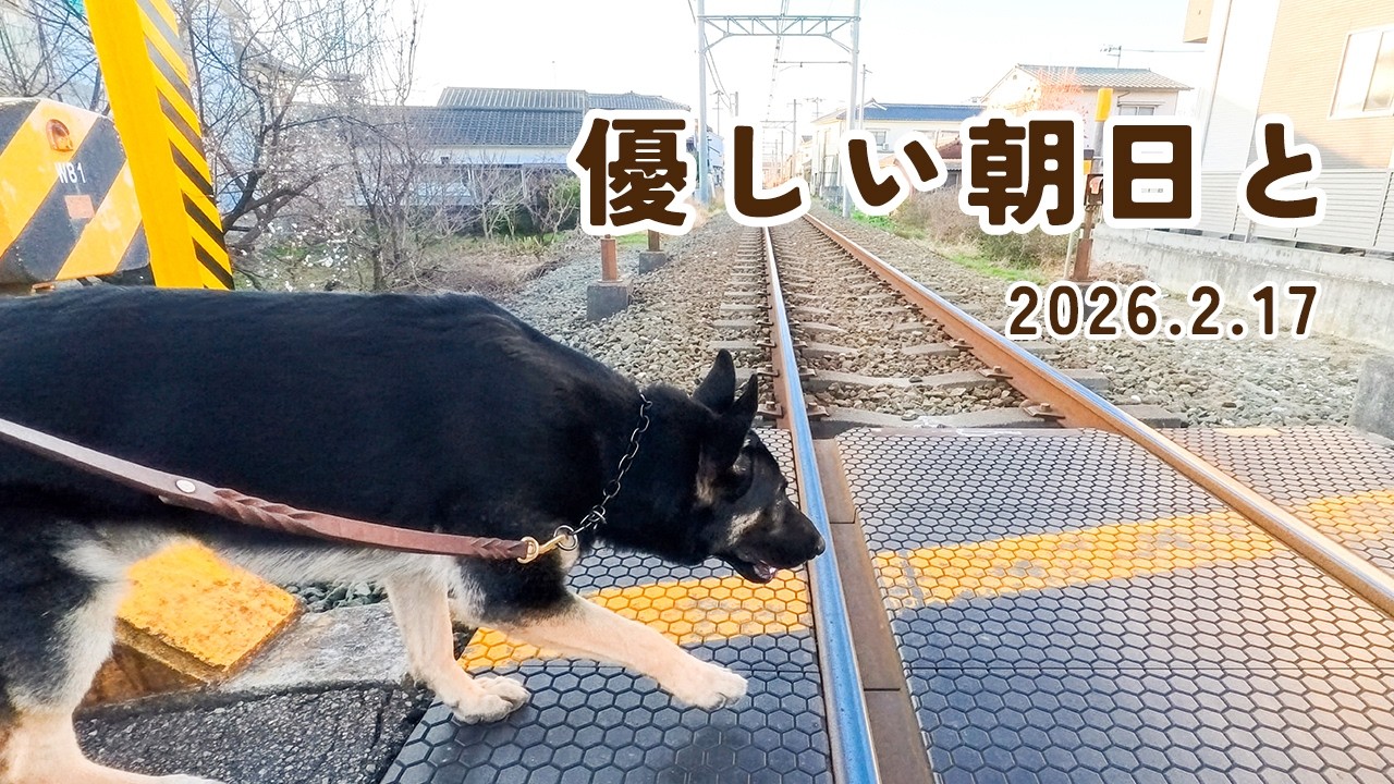 【朝の散歩】優しい朝日と　【ジャーマンシェパード・大型犬】