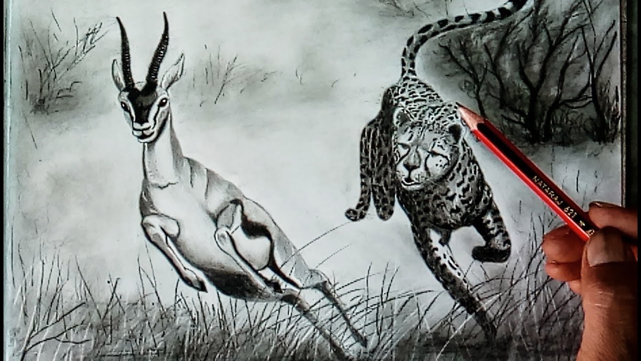 Cheetah hunting deer drawing II How to draw Tiger hunting to deer drawing  step by step II artjanag  YouTube