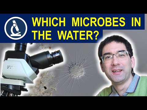 Water microscopy: microbes you can find (maybe the longest water microscopy video on YouTube)  🔬 184
