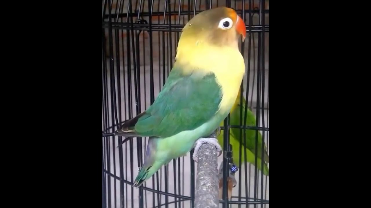 Suara burung labet  YouTube