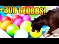 MI PERRO EXPLOTA +300 GLOBOS EN MENOS DE UN MINUTO!! VLOG CON MIS PERRITOS Makiman