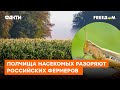 Природа МСТИТ РОССИИ. ОГРОМНЫЕ стаи саранчи НАКРЫВАЮТ и УНИЧТОЖАЮТ российские поля