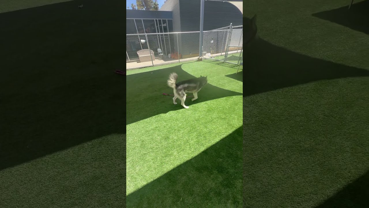 Koda Is New To The Shelter He Medium Energy Engaging Makes Good Eye Contact 8 20 25