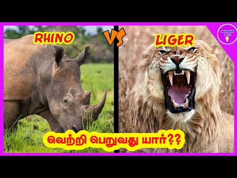 DOWNLOAD Cheetah vs panther in tamil madhan info MP3