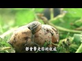 【農夫與他的田】20160815 - 花蓮的大王菜舖子