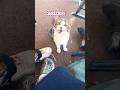 PLAYING WITH YOUR CAT TO SEE HER REACTION EPISODE  327 #youtubeseries #1trending #viral #comedy