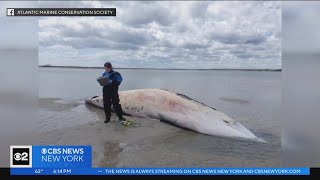 Dead whale found washed ashore beach in Moriches Bay