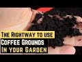 The right way to use coffee grounds in your garden  inoh  w eng subtitle