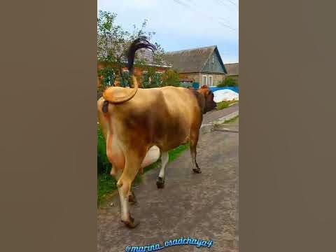 #моя Джерси - YouTube