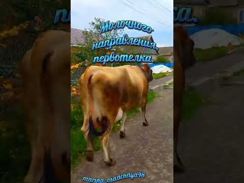 Видео: Говеда и дребен добитък: характеристики, породи