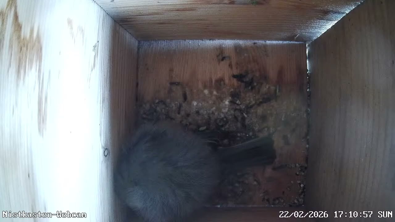 Aus dem Kohlmeisen Nistkasten 3 am 22/23. Februar 2026