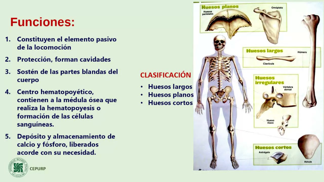 Funciones Del Sistema Esqueletico Funciones Sistema Oseo F U N C IO