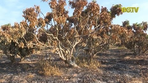 Kẻ xấu đốt trụi vườn vải thiều ở xã Trù Hựu, huyện Lục Ngạn