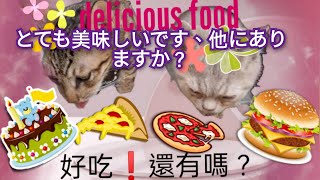 進寶貓們一起共用美食❗金猫たちはおいしいものをシェアします❗The golden cats share delicious food❗#cat#猫#小貓#pets#食べる#吃貨#delicous