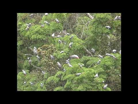 African Grey Parrots At The Bai