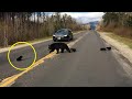 Driver That Spots A Bear Cub In The Road Notices One Alarming Detail