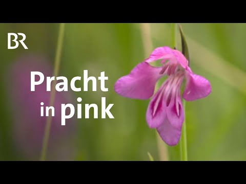 Video: Wanderschwertlilien umpflanzen: Wann und wie man Wanderschwertlilienpflanzen teilt
