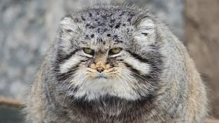 Uncovering The Top Unknown Facts About Pallas Cat | The Incredible Impact of Pallas's Cat |