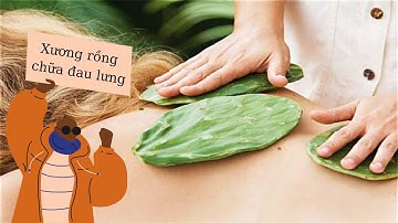 Cách chữa ĐAU LƯNG bằng CÂY XƯƠNG RỒNG hiệu quả & an toàn