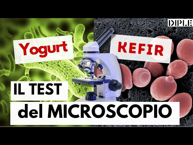 Kefir vs Yogurt: la PROVA del MICROSCOPIO.