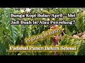 &ldquo;Bunga Kopi Keluar di Bulan April&ndash;Mei, Apakah Akan Jadi Buah Penyelang? Banyak Petani Salah Paham!&rdquo;