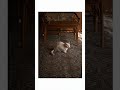1 Cat Cinema #cinematic #NikonZR