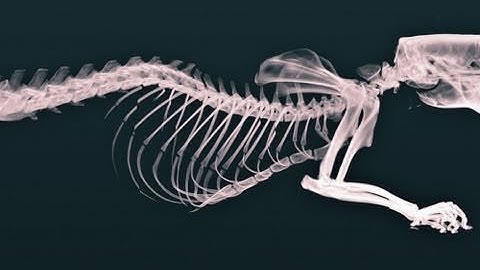 microCT 3D Visualization