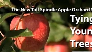 Tall Spindle Training System in High Density