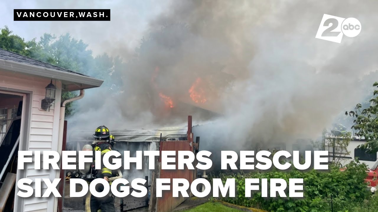 Six dogs and one person rescued from burning home in Vancouver - YouTube