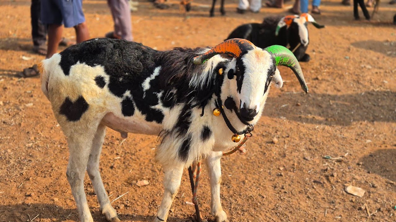 Ranebennur sheep and goats market update Every Sunday morning bazar Karnataka India