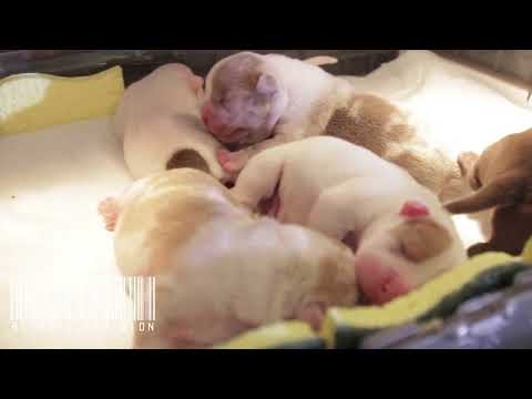 MICRO EXOTIC BULLY UPDATE: POST C -SECTION ESSENTIALS FOR BREEDERS DOING WHELPING