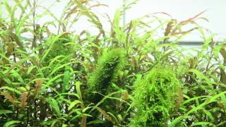 【ADA view 226】 NAギャラリー水槽の経時変化　"38-2"