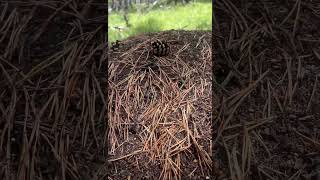 Forest Bathing #forestbathing #mongolia
