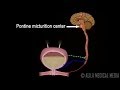 Micturition reflex  neural control of urination animation